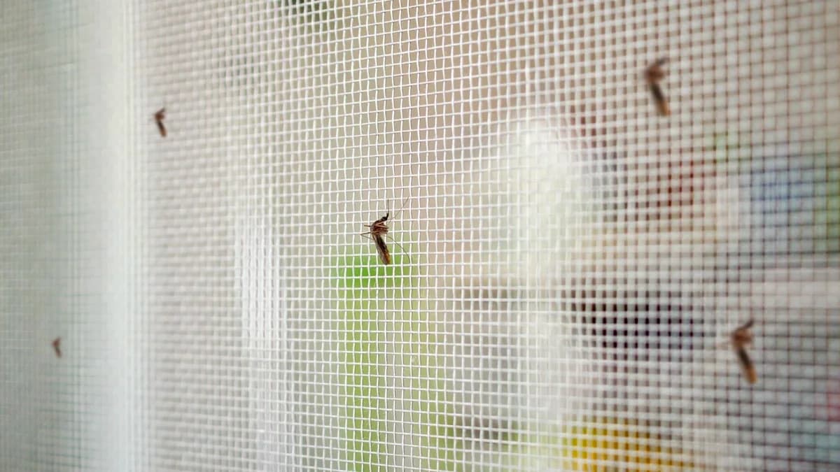 Moskitiery: ramkowe, rolowane czy drzwiowe? Który typ wybrać?